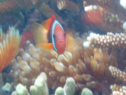 clown fish at the reepwalker point in saipan... by Andrew Ortega 